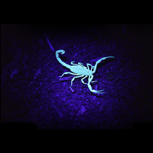 Ultraviolet light identify animals